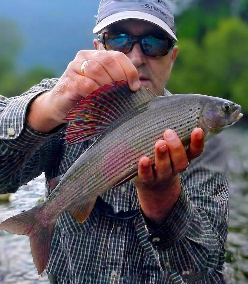 A grayling showing its red dorsal fin