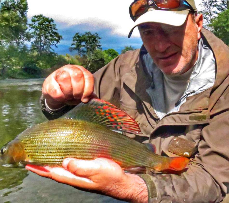 A grayling with a bright red dorsal fin