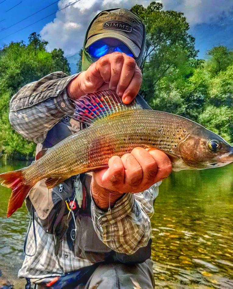A colourful grayling held up in clear water