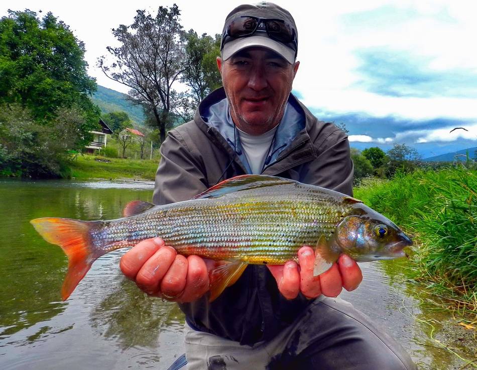 An angler holding up a big grayling