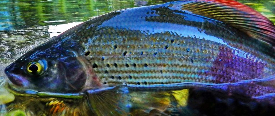 A grayling caught fly fishing on the river