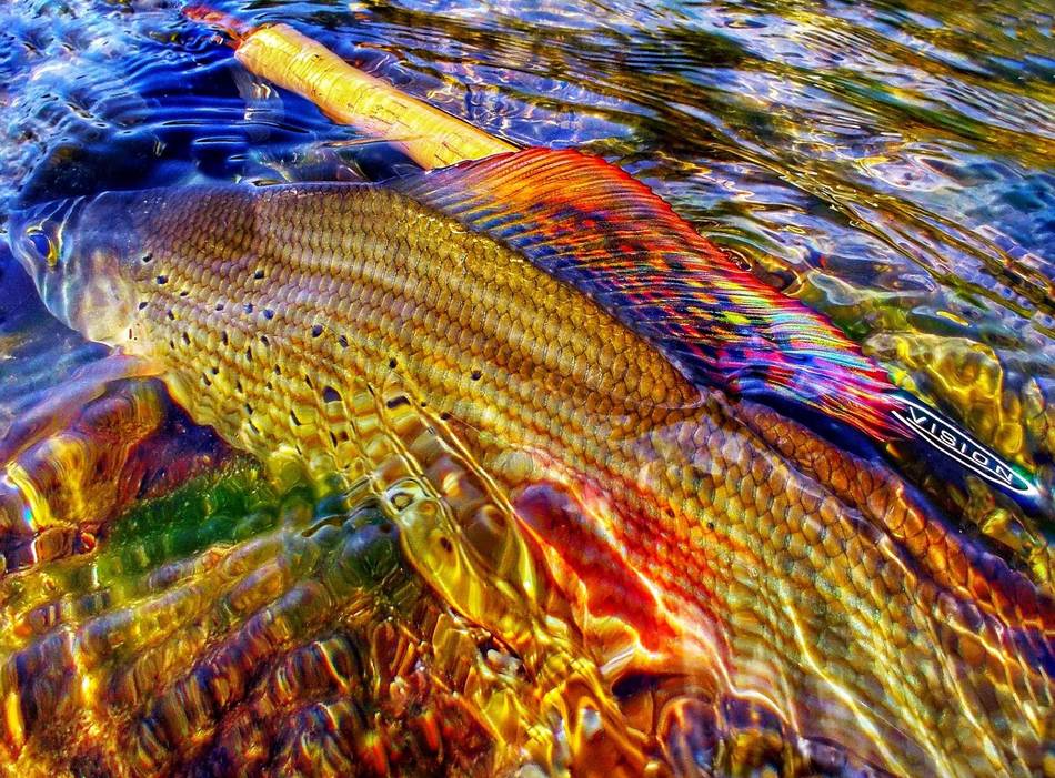A grayling with a spotted dorsal fin held above the water