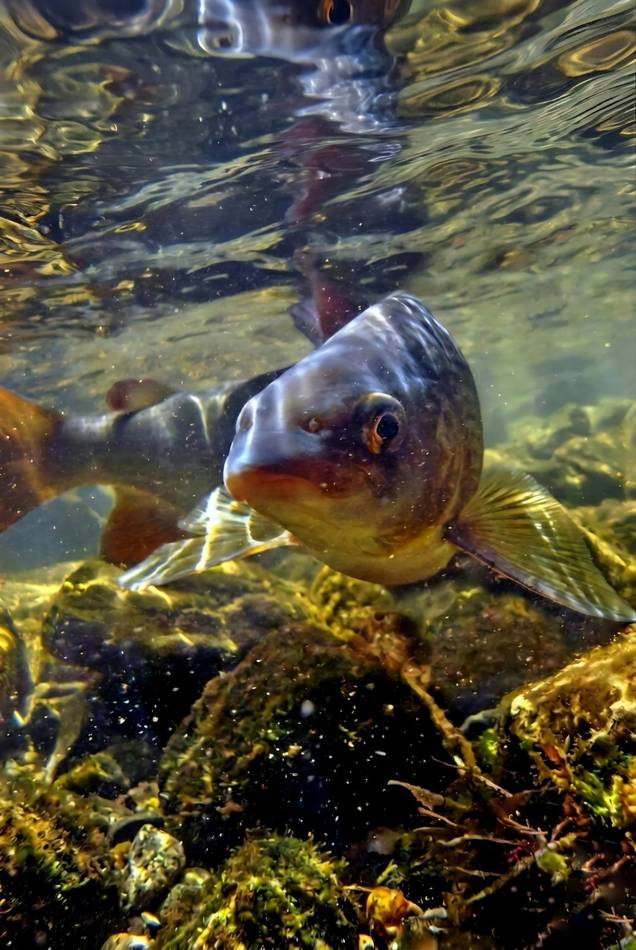 Close-up of a grayling's rainbow-coloured dorsal fin underwater