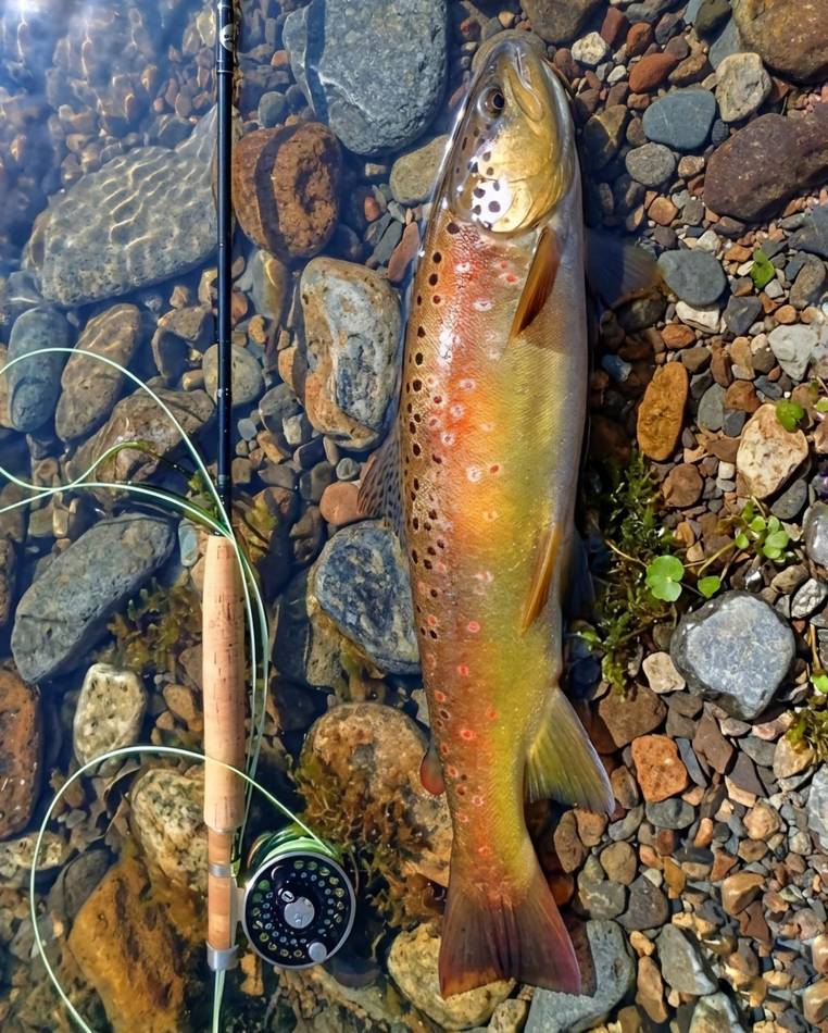 A grayling held underwater beside the rod and reel