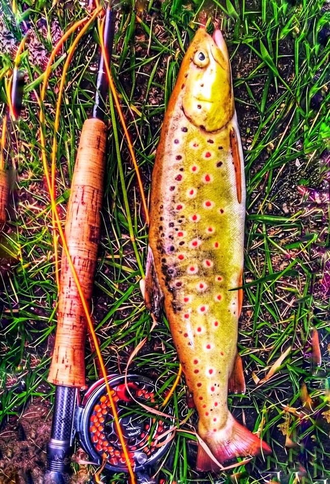 A brown trout with red spots resting on the riverbank stones, rod alongside