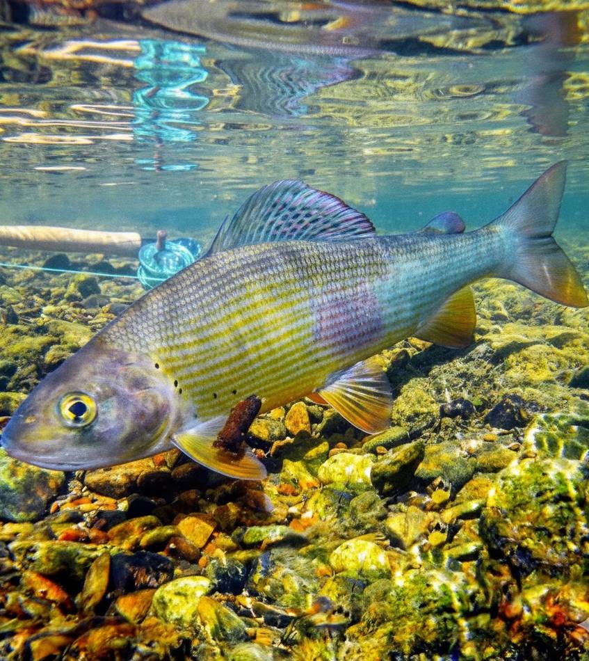 A grayling laid beside the rod on the riverbank
