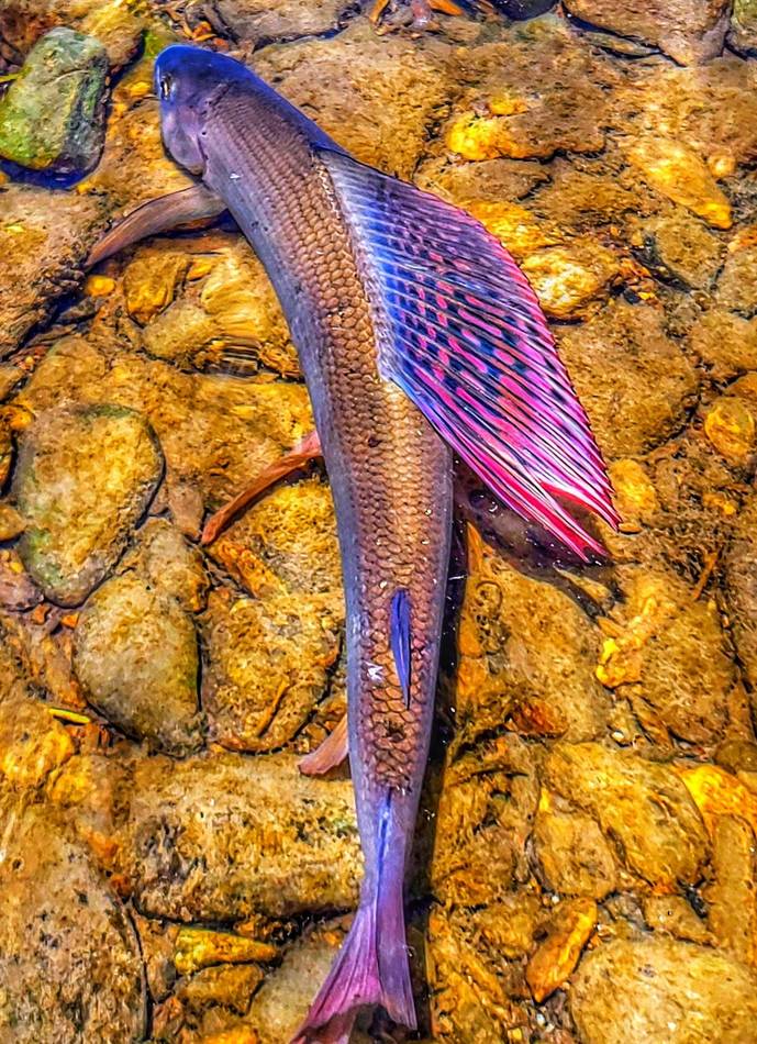 Macro detail of a grayling's red and blue spotted dorsal fin