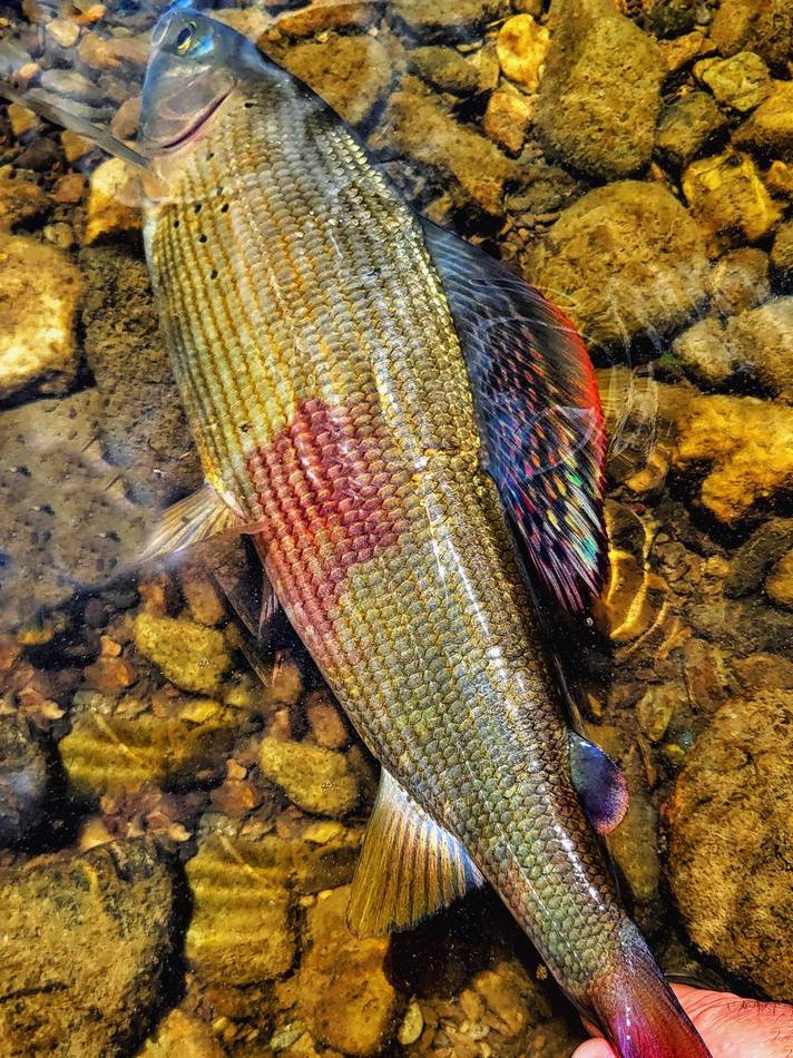 The colourful dorsal fin of a grayling caught in the light