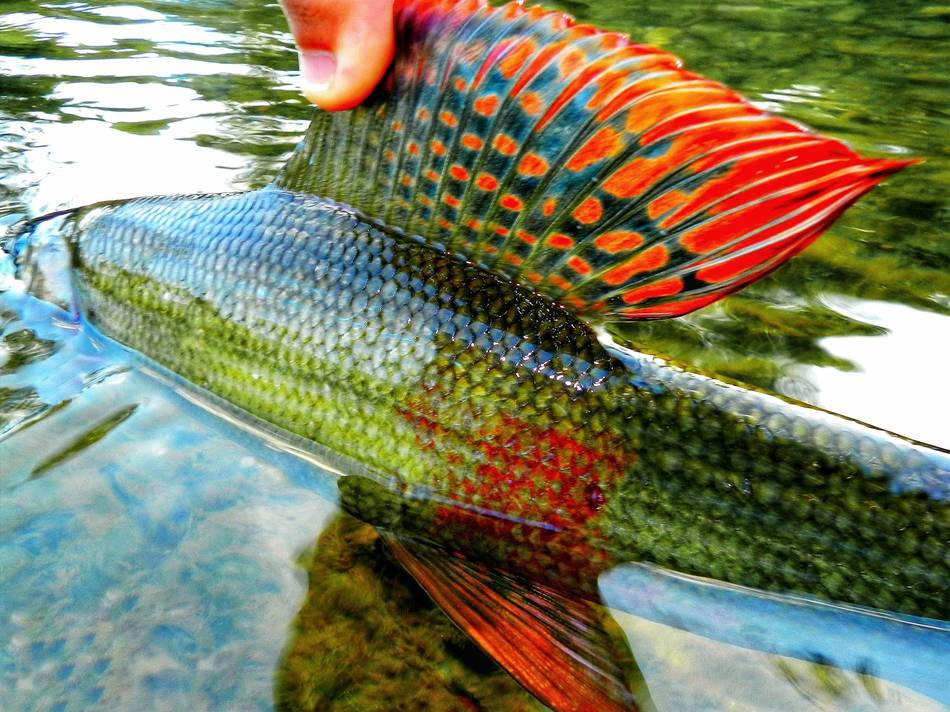 A fish rising to the surface, eye to eye with the camera