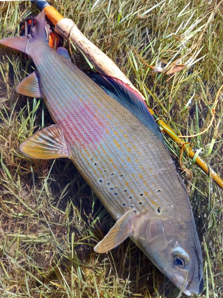 A grayling held by the tail, dorsal fin fanned open