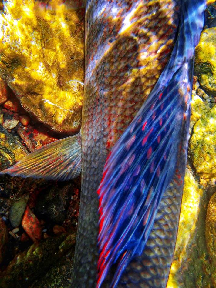 Close-up of a grayling's dorsal fin against the riverbed