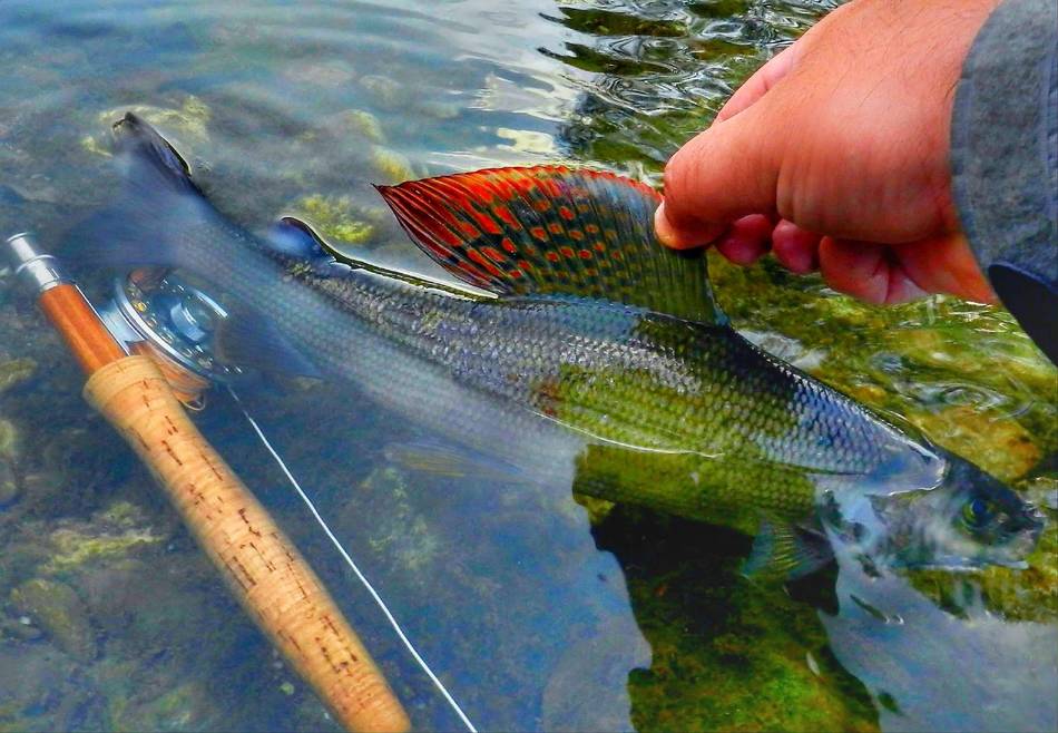 Releasing a grayling back into the current