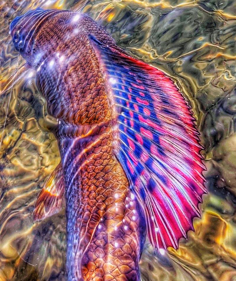 Detail of a grayling's blue and pink dorsal fin