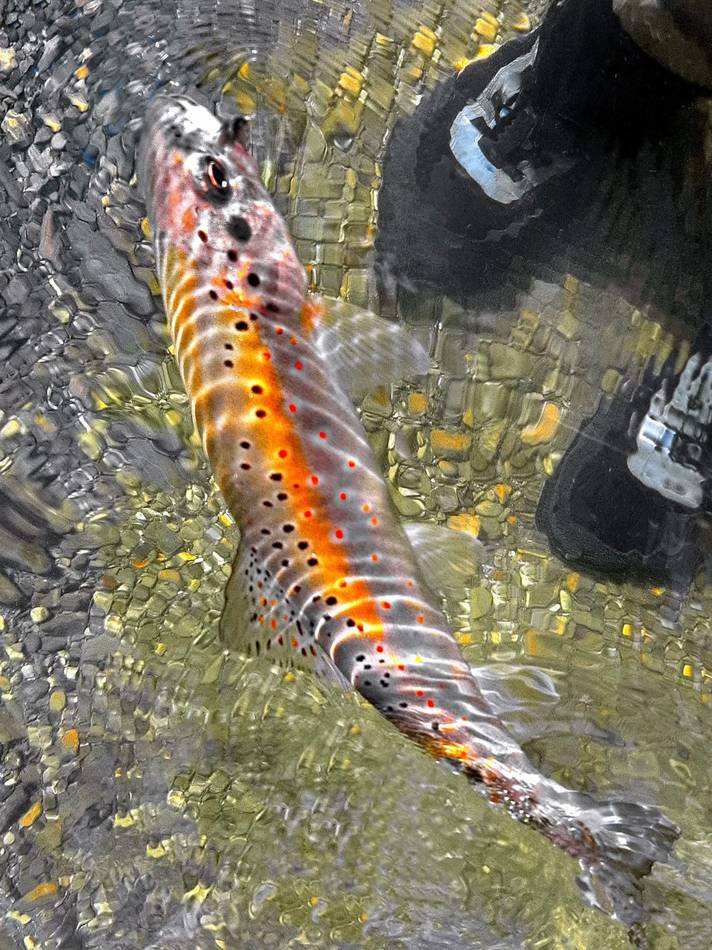 A brown trout's spotted flank seen from above