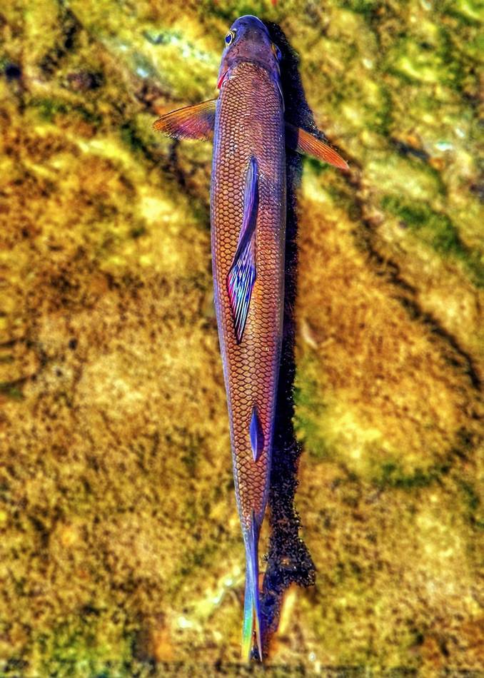 A grayling swimming just under the surface