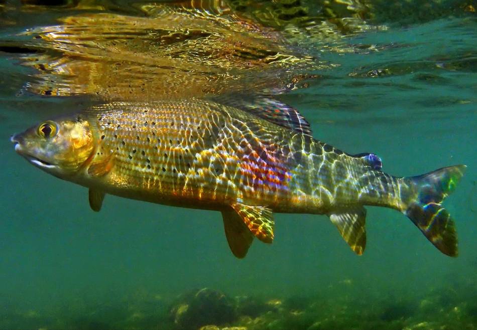 A grayling gliding through clear water