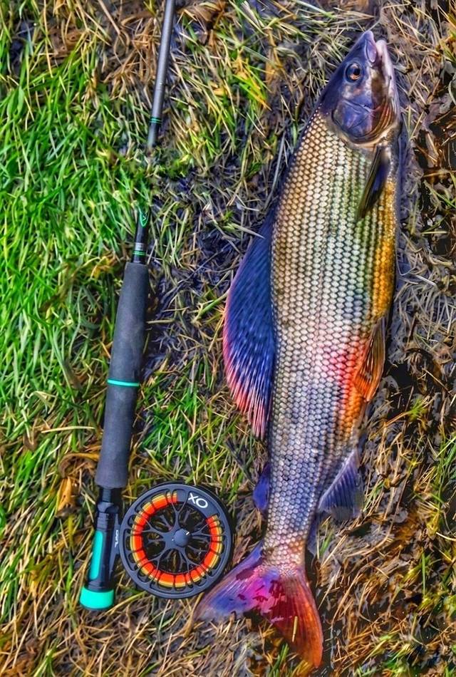 A colourful grayling on the grass beside the rod and reel