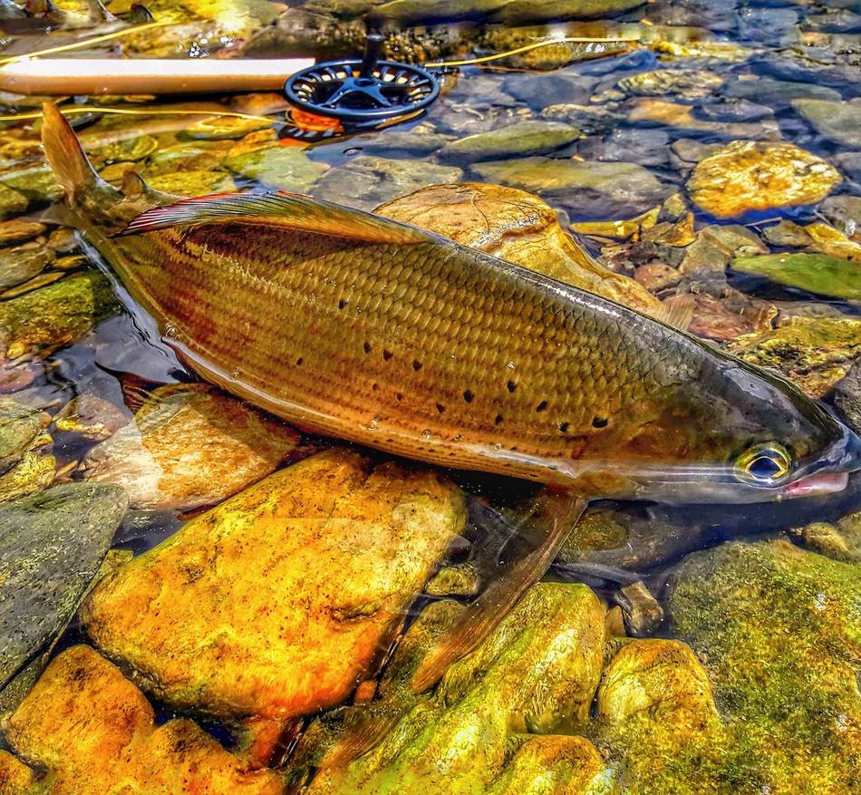 A grayling with a red-striped dorsal fin beside the rod and reel
