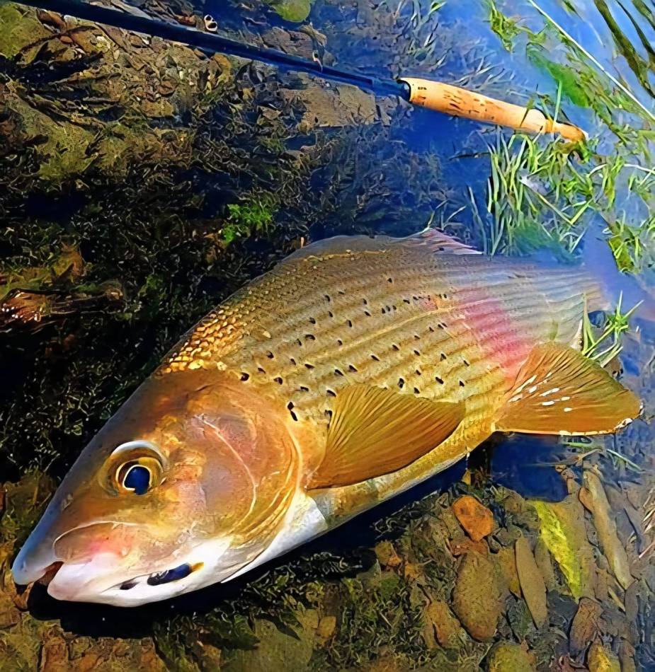 Close-up of a grayling's head and eye in the current