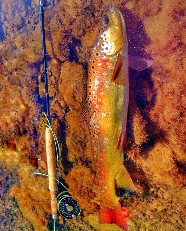 A brown trout with orange-tinted fins held above the water