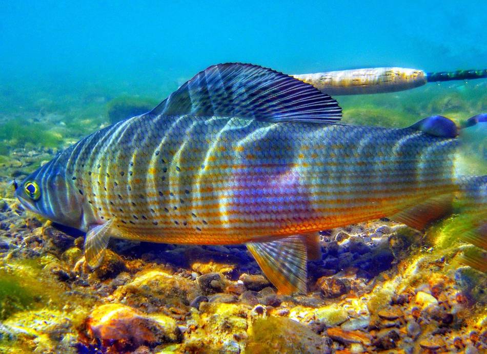 A grayling swimming beside the rod tip in clear water