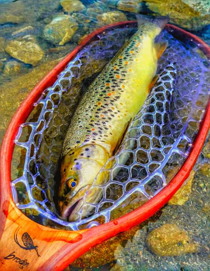 A brown trout with orange spots landed in the net