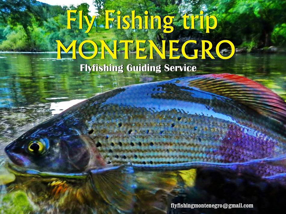 A grayling's colourful dorsal fin — Fly Fishing Trip Montenegro