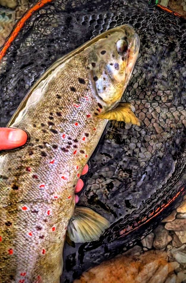 Close-up of a brown trout's spotted head