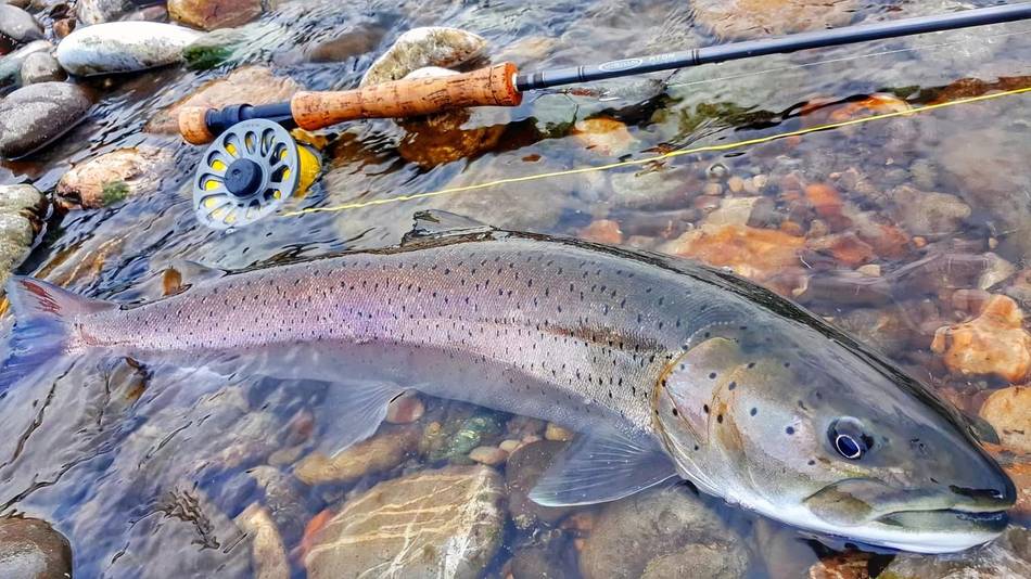 A brown trout laid beside the rod on the riverbank