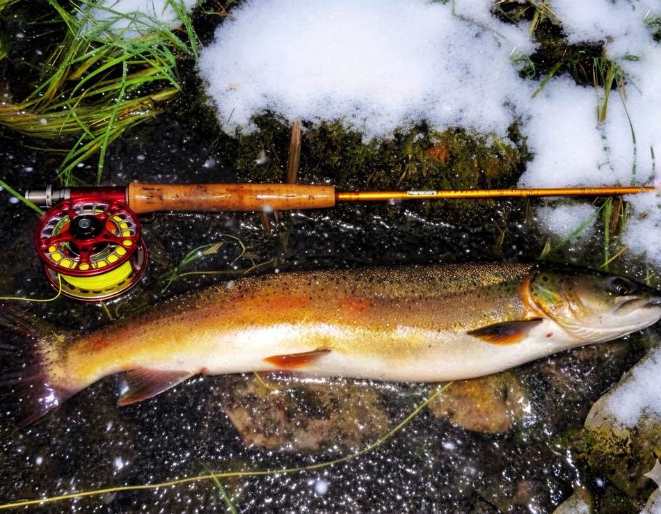A grayling caught on a snowy riverbank in winter