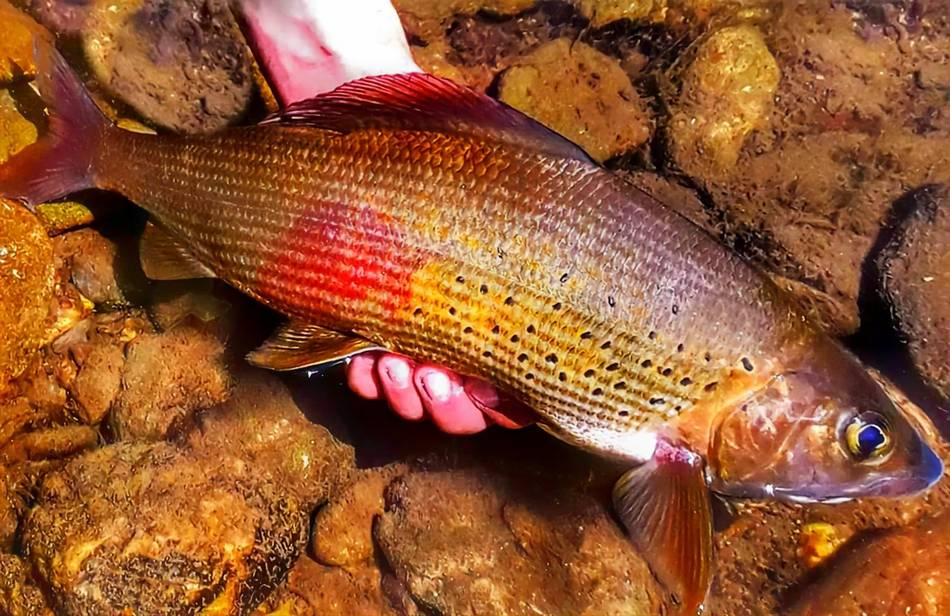 A grayling with a striking red-striped flank