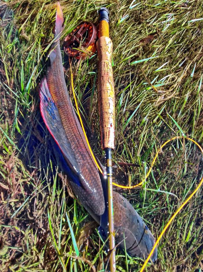 The rod resting on the grass beside a grayling