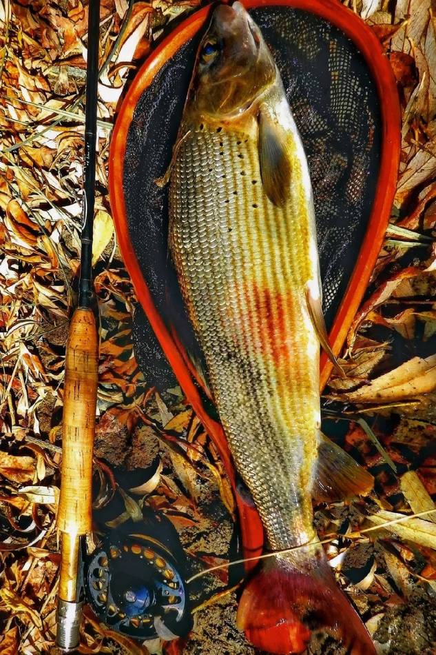 Macro detail of a grayling's colourful dorsal pattern
