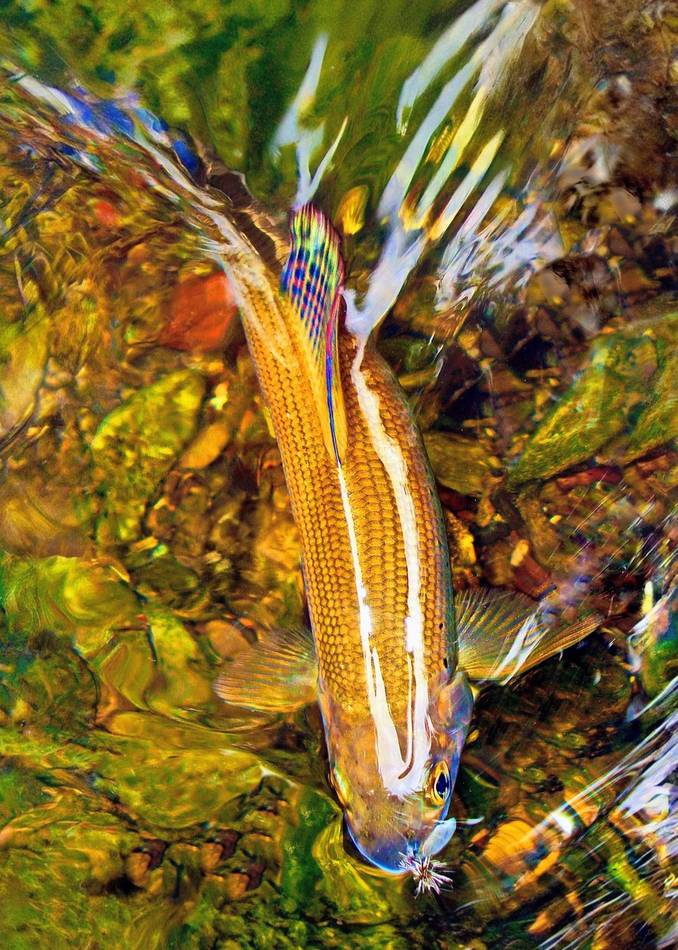 A grayling's head close to the rod and reel underwater