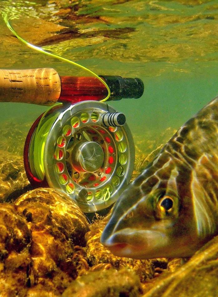 A brown trout with red spots held in the net