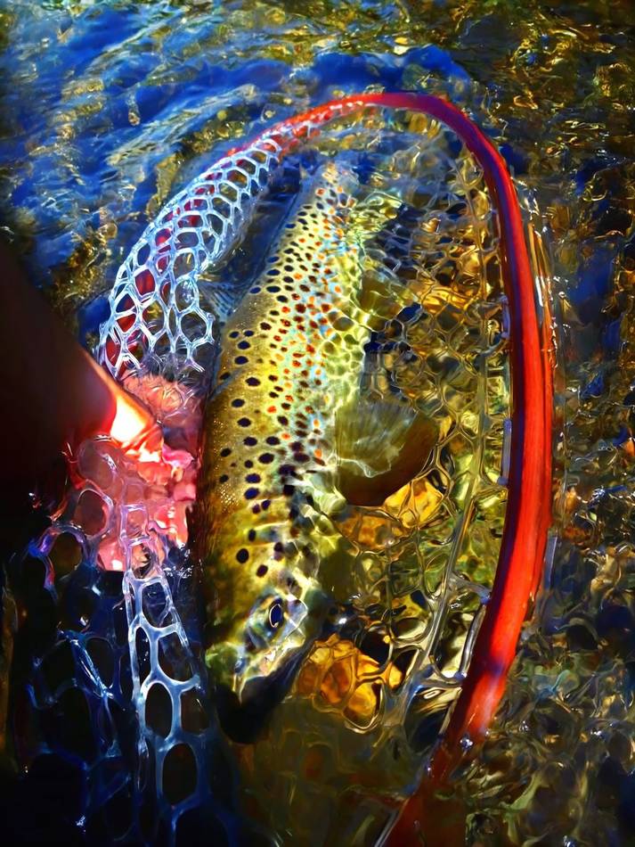 A grayling laid beside the rod on the riverbank stones