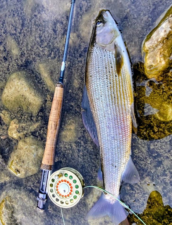 Close-up of a grayling's colourful flank