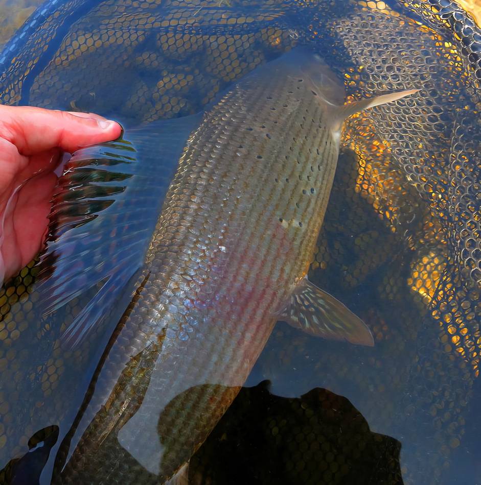 Lifting a grayling from the landing net