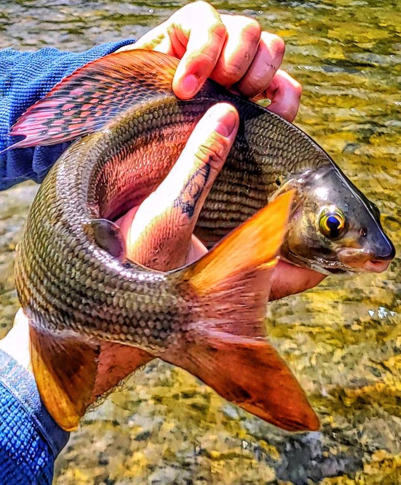 A grayling with its mouth open around the fly, held above the water