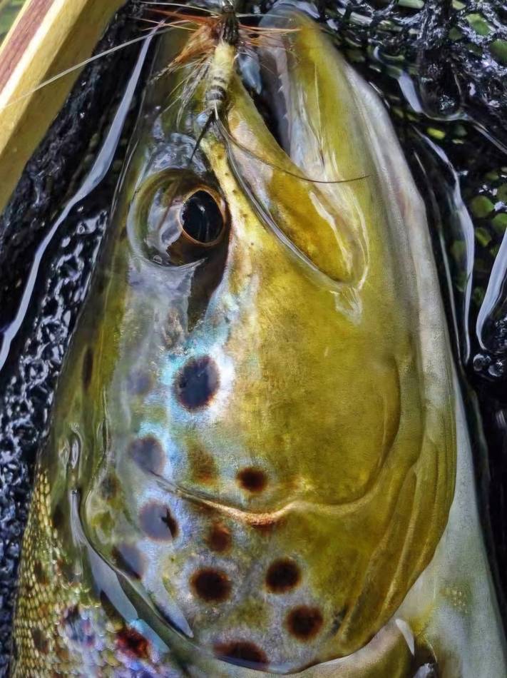 Close-up of a brown trout's spotted head