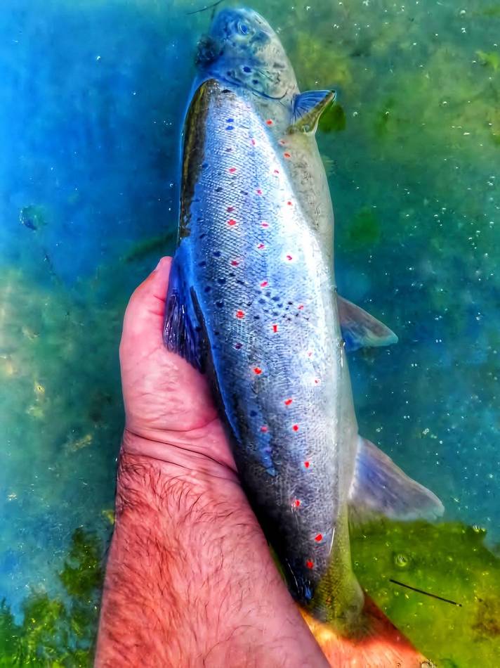 Two grayling held together in clear blue water