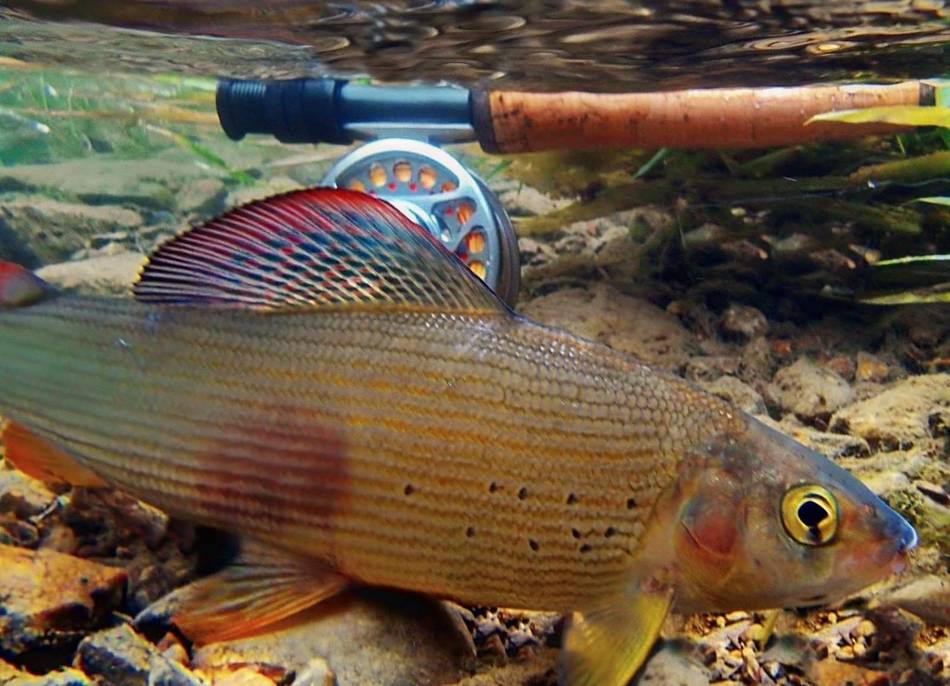 A grayling's colourful dorsal fin beside the rod underwater