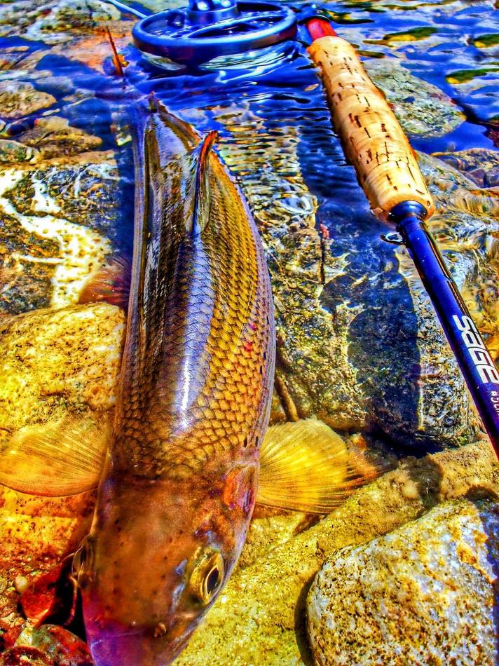 Photographing a grayling on the riverbank before release
