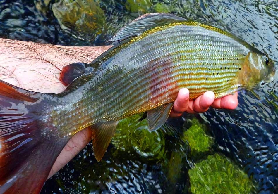A grayling with a golden flank held above the water