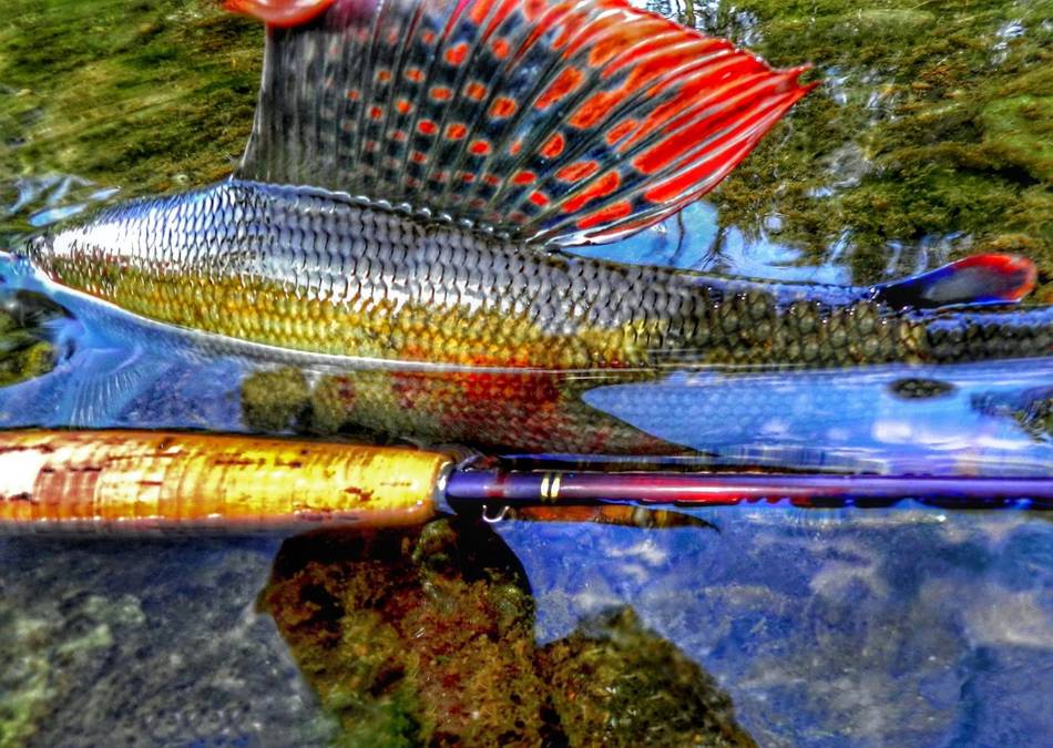 A grayling's red-striped dorsal fin held partly underwater