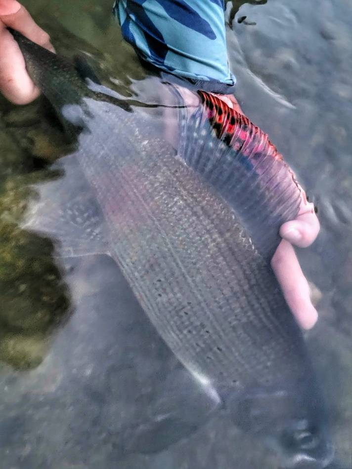 A grayling swimming close to the camera