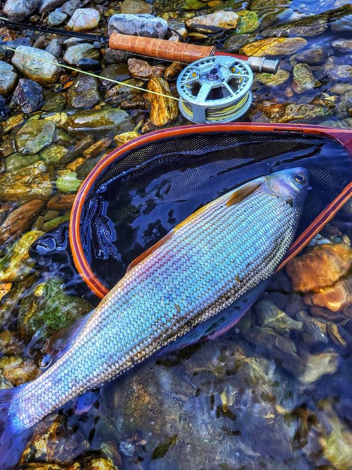 Macro detail of a grayling's spotted dorsal fin