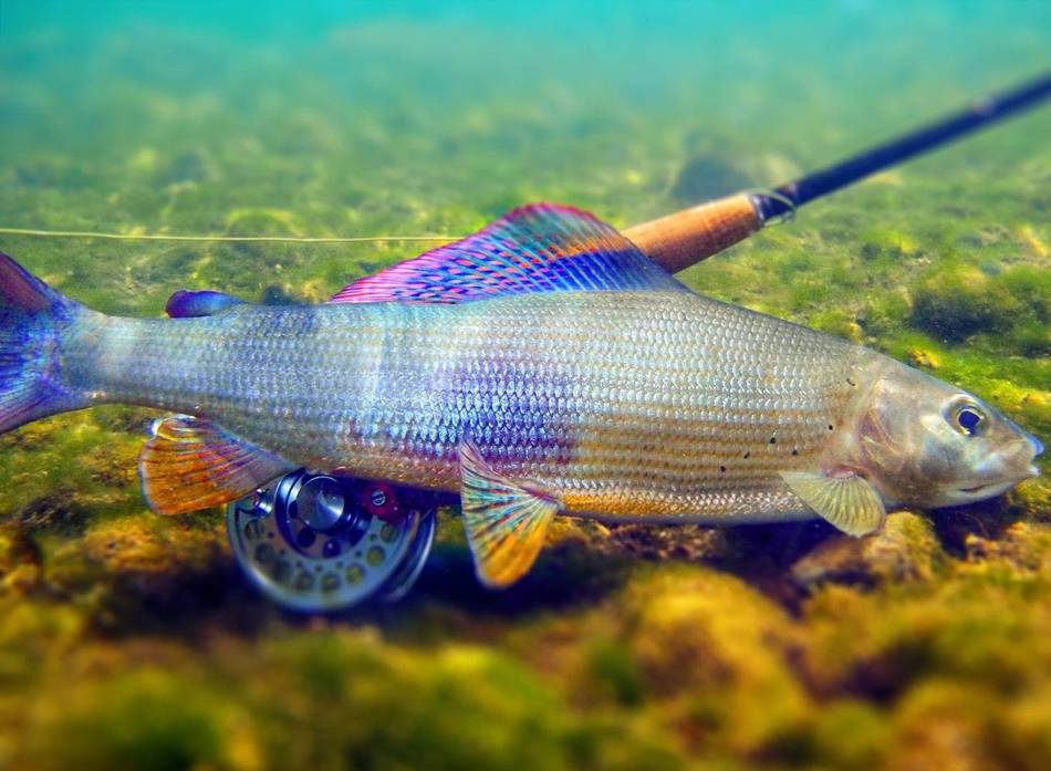 A grayling resting in the landing net beside the rod