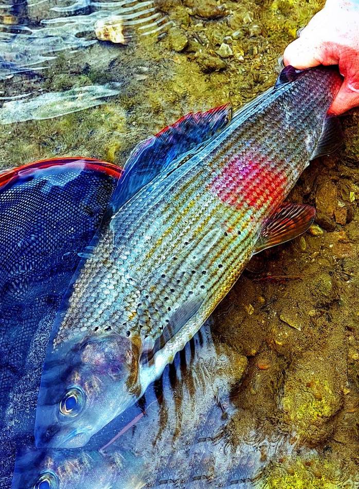 Close-up of a grayling's iridescent dorsal fin
