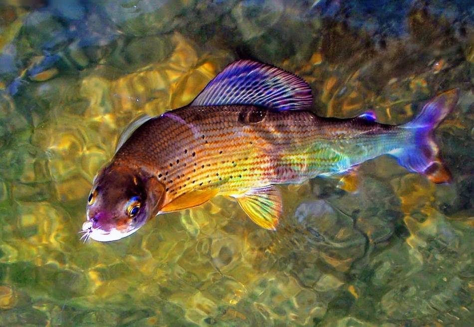 A grayling swimming near the riverbed